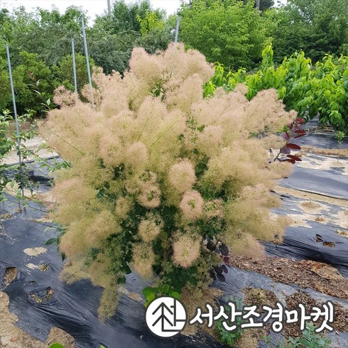 안개나무 영레이디 키150전후 개화주 나무 서산조경마켓, 10개