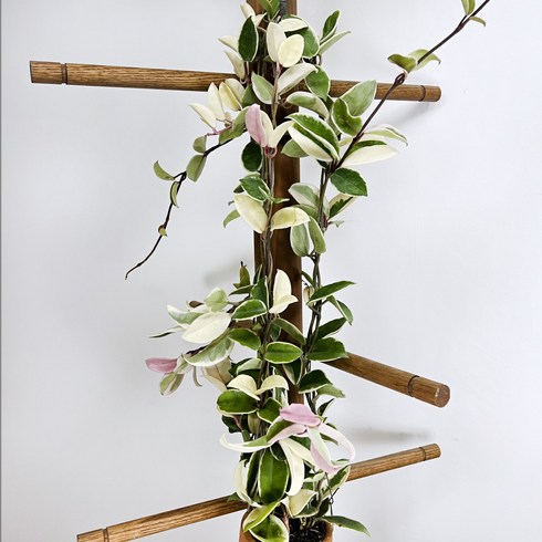 대성식물 호야 카노사 바리에가타 공기정화 행잉 희귀 꽃식물, 혼합색상, 1개