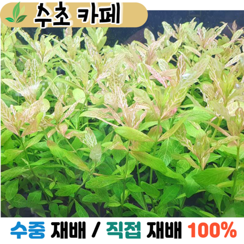 수초카페) 하이글로필라 로잔네르비스 3촉 중/후경수초 초보수초 자연수초 관상수초 재배수초