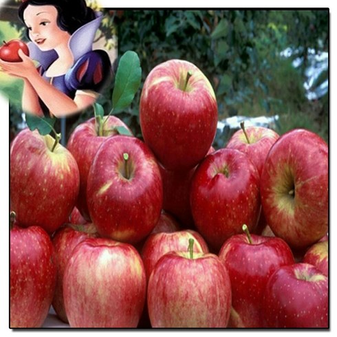 공주네농장 새벽이슬맺힌 당도선별 사과 꿀 부사사과, 가정용 흠과 10kg / 대과, 1박스