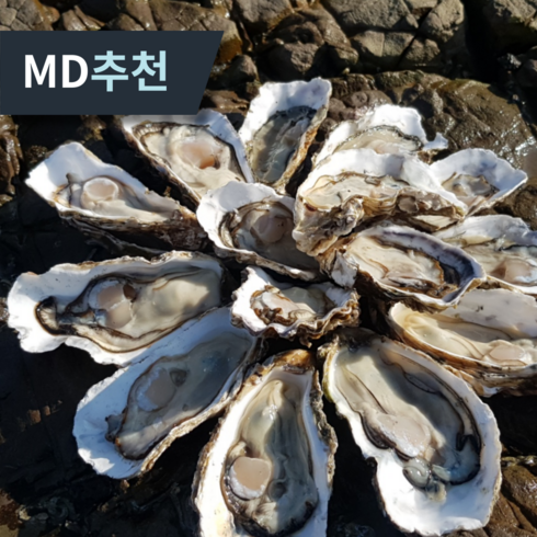 최상품 세척 석화 굴 일품 각굴 산지직송, 1박스, 10kg