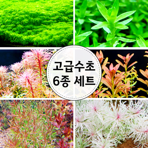 (수초) 고급수초 6종세트, 단품