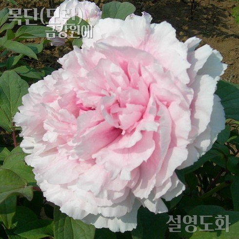 목단(모란) 묘목 개화주 입고 금강원예, 설영도화-3년생, 1개