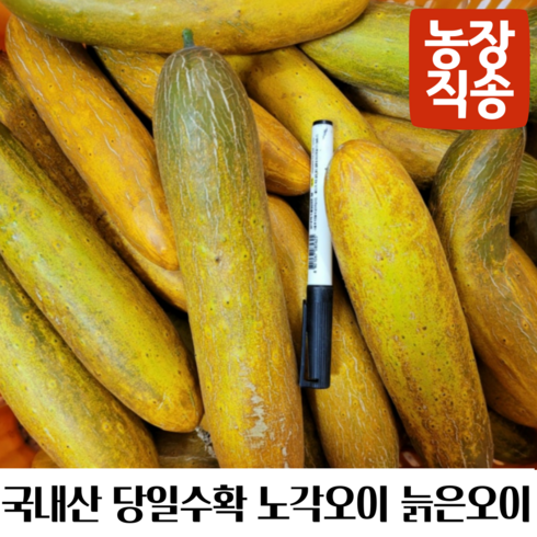 오이10kg - 국내산 당일수확 오이노각 노각오이 늙은오이, 1개, 상10kg