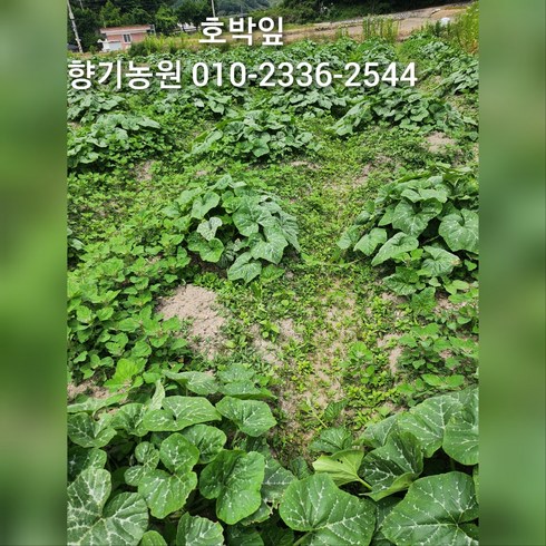 호박잎 - 부드러운 호박잎(노지) 판매, 1개, 1kg