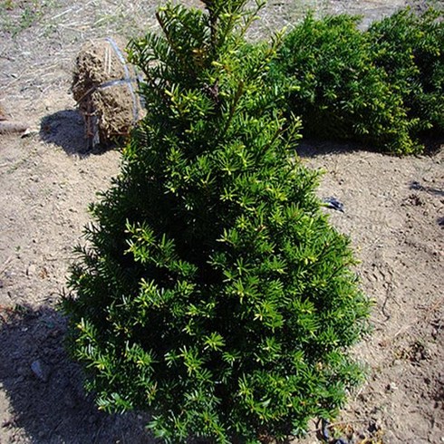 묘목/주목나무 [ 실생 5년 / 묘목 ] 5주묶음 AW449, 1개