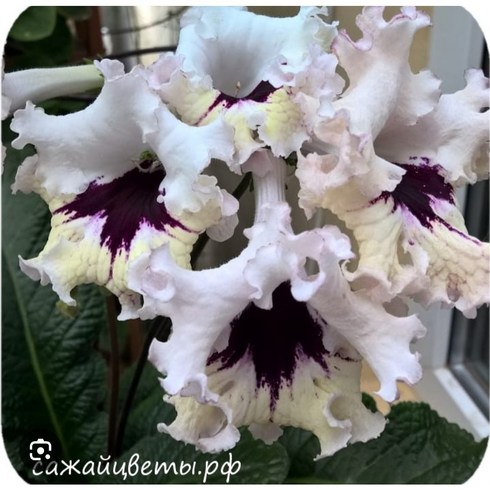 스트렙토카르푸스 DS-1386, 1개