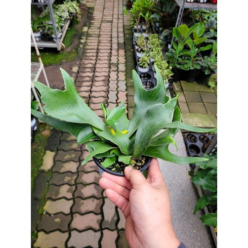 9900 박쥐란 소중품 15~40cm, 1개