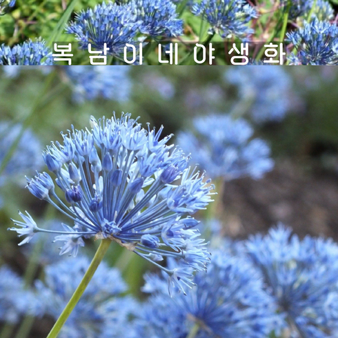 복남이네야생화 - 구근 알리움 아주레움 [20구 복남이네야생화 구근식물 allium azureum], 20개