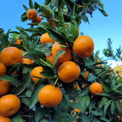 고당도 제주도 타이벡 귤 서귀포 감귤 5kg 10kg, 1개, 새콤달콤 조생귤/(가성비.소과)2S~S 10kg