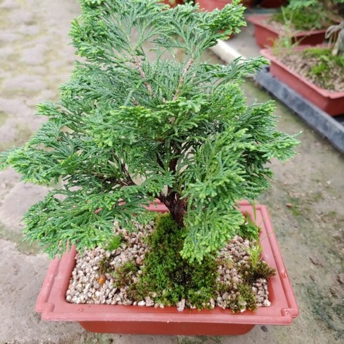 [성심] 청짜보309, 1개