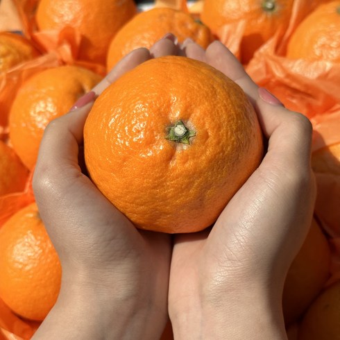 제주 카라향 가정용 선물용 2kg 산지, 3kg(선물용 10-20과)