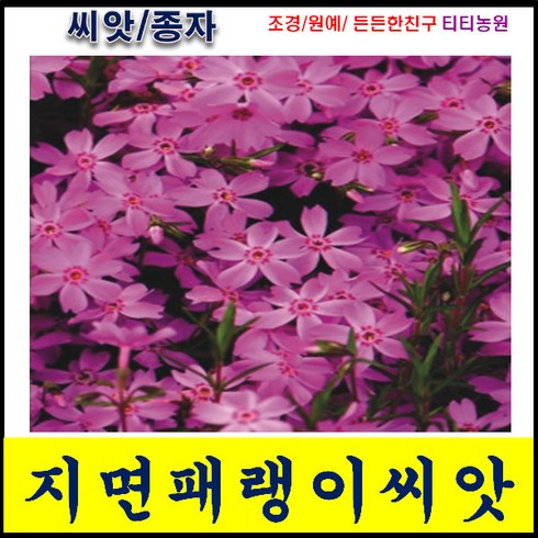 지면패랭이꽃 / 약 300립/ 꽃잔디 씨앗/지면패랭이씨앗//파종시기 3~10월/초장길이 15~20cm 로 지면으로 자라는 패랭이/꽃잔디보다 꽃이 크고 화려한 패랭이, 1개