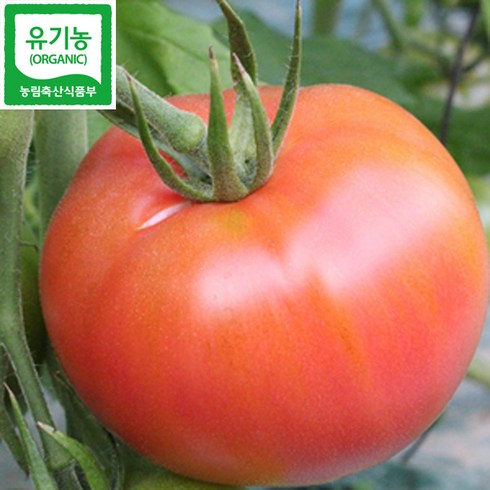 국내산 100% 유기농찰완숙토마토(5kg 토경재배)-무선별_예약, 5kg, 1개