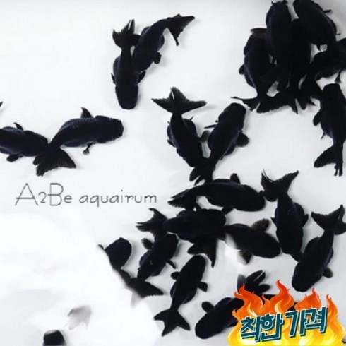 난주 - [A2BE금붕어] 흑난주 1마리 ( 3 - 4cm전후), 골드