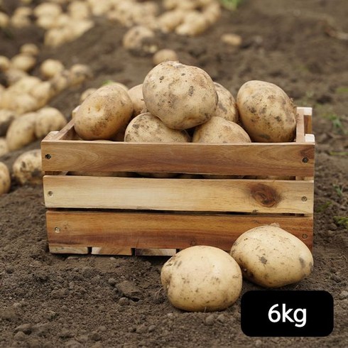 지평선 김제 지평선 햇 감자 특등급 3kg+3kg(총 6kg), 단일옵션
