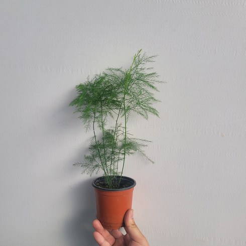 무배특가 플랜테리어 아스파라거스 비르가투스 소품 15-30cm 59