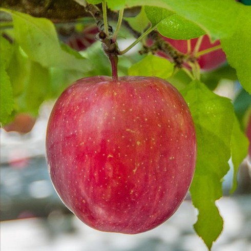 사과나무묘목 - 사과나무 묘목 3-5년생 결실주 미니사과 과일나무 유실수 키우기 식재 원예 가드닝, 1개, 홍로 사과 5년생