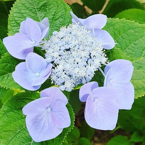 산수국 - [평창][5포트]산수국, 5개