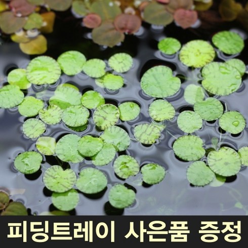 부상수초 드워프프로그비트 [10뿌리] 부상수초홀더 어항부상수초 구피부상수초