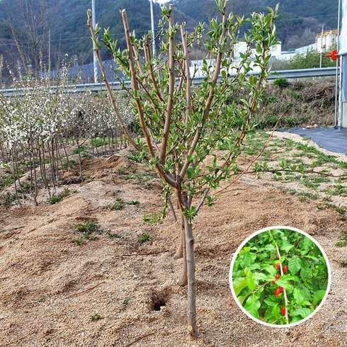 보리수나무 - 푸른묘목농원 왕보리수나무 4년생 결실주 분묘