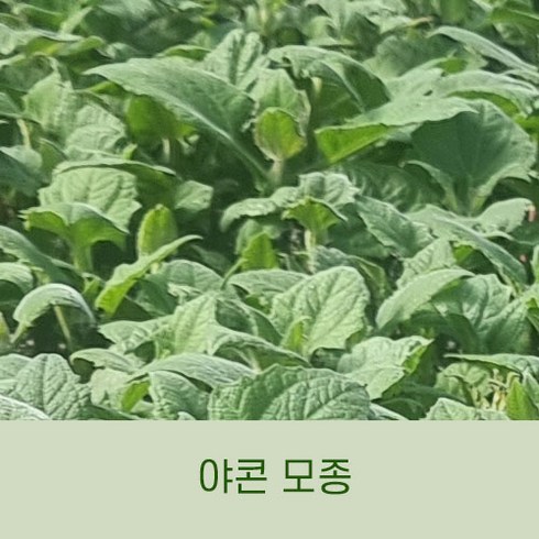 [땅끝파머스]야콘모종 해남 야콘모종 육묘재배 야콘모종 플러그트레이 당일수확, 1개