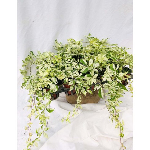 고려담쟁이 - 노지월동 무늬 고려담쟁이 Parthenocissus quinquefolia Monham 스타샤워즈 (한포트가격), 1개