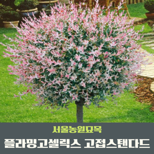 서울농원묘목/플라밍고셀릭스 4년생 H1.0m 고접스탠다드포트묘 정원수 조경수 독립수, 1개