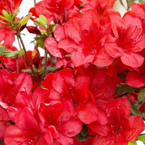 철쭉 영산홍 5주묶음 철쭉나무