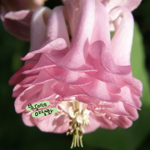 장미매발톱 - aquilegia 핑크페티드 [모종 3포트 겹매발톱], 3개