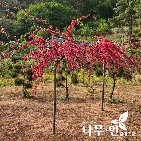 [나무인] 수양홍도화 능수홍도화 개화주 차량배송, 1개