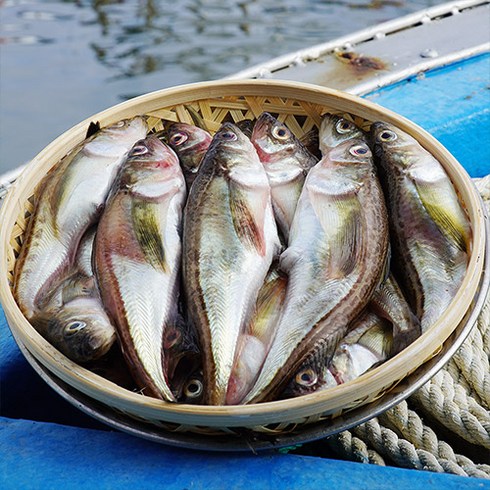 도루묵 - 동해안 아야진 오늘 잡은 햇 알도루묵 도루묵 조림 찌개 구이, 오늘잡은 알도루묵 10미 [생물], 1개