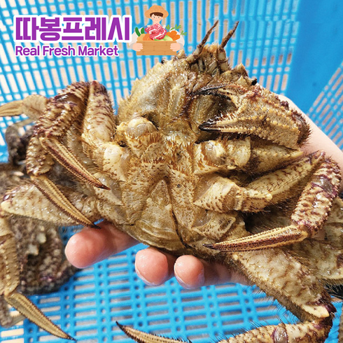 따봉프레시 경남 고성 살이 꽉찬 프리미엄 황제 털게, 1개, 1kg (특대 4미 내외)