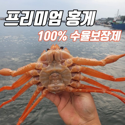 울진숙소 - [선주직송] 포항 구룡포 자숙 박달홍게 붉은대게 연지 울진 영덕 대게 3kg(8~12마리) 산지직송, 1개