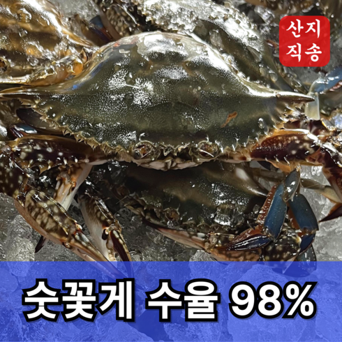 숫꽃게 - 신속발송 산지직송 국내산 제철 꽃게, 1개, 당일조업 숫꽃게 2kg