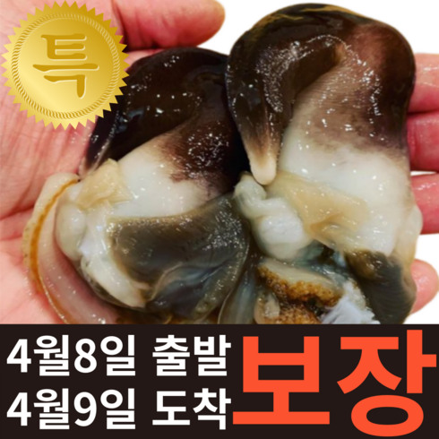 [특등품] 여수 새조개 완전손질 실중량 2.5kg 샤브샤브 횟감, 1개, 500g