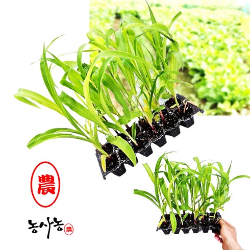 농사농 옥수수 모종 (12개)