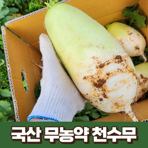 국산 무농약 천수무 8kg 국내산 전남 영암 해남 수확 산지 직송 제철 천수무 김장무 무김치 동치미 무청김치 총각김치 흙무 알타리김치 알타리무, 1개, 무청없는 8kg