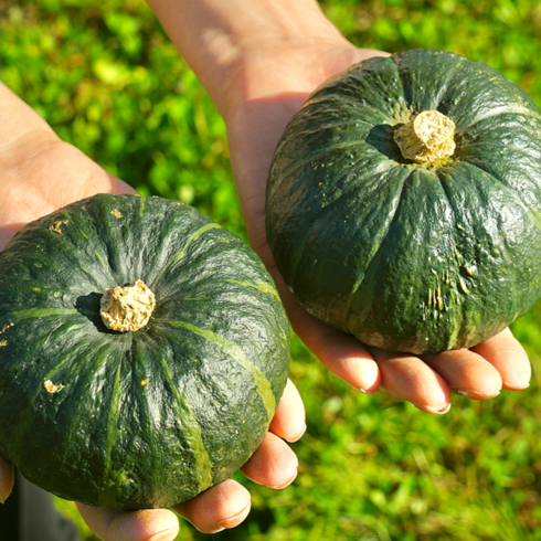 하동 미니밤호박 6kg - [황금당도] 청정제주 산지직송 백화점납품용 미니밤호박, 6개, 3키로 내외(특품)