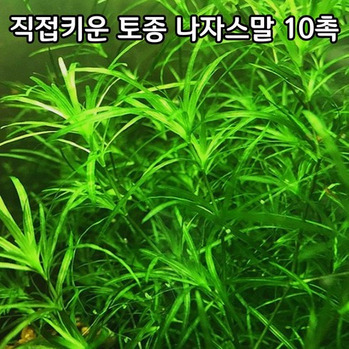 나자스말 - [안전배송] 직접 키워 재배하는 나자스말 수초, 10개