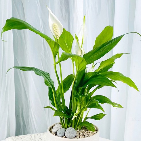 실내식물 - 앙플랜트 사계절보는 꽃 스파트필름 생화 실내공기정화식물 소형, 1개