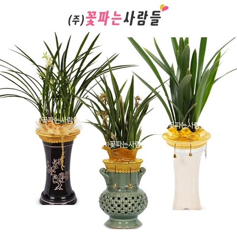 (주)꽃파는사람들 동양란 동양난 철골소심 산천보세 황룡금 난배달 취임개업승진축하 개업화분, 1개