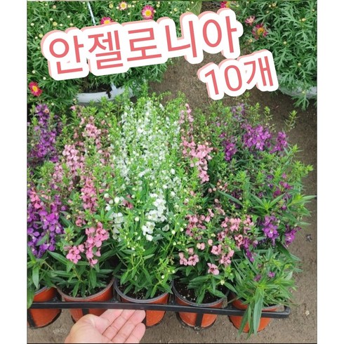 안젤로니아 - 안젤로니아꽃 10개/안젤로니아는 천사의 얼굴이라는 꽃말, 10개