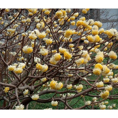 삼지닥 그랜디플로라 C1.5포트 신품종 큰꽃 향기 긴개화 겨울나무 묘목, 1개