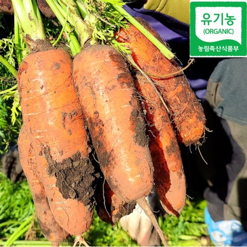 산지직송 제주 친환경 환자용 당근 유기농당근 무농약당근 3kg 5kg 10kg(예약접수중), 제주유기농당근(특상혼합)5kg, 1개