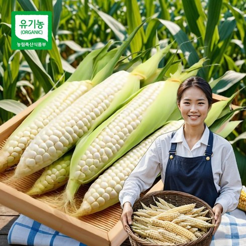 고성옥수수 - 친환경 토종 유기농 강원도 햇찰옥수수 미백 찰옥수수 옥수수 국산 홍천 국내산, 1박스, 10개