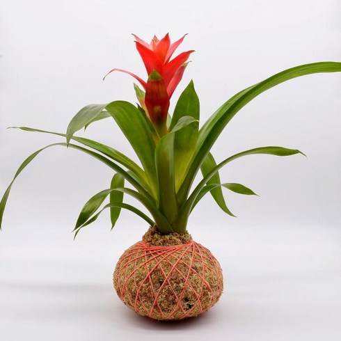 브로멜리아드 구즈마니아 코케다마복숭아코케다마 전용, Kokedama only