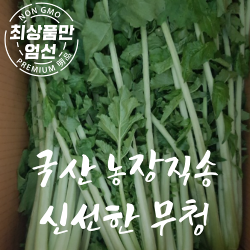 국산 무청 김장용 시래기용 생 무청(무 없는 생무청) 3kg 농장직송, 1박스