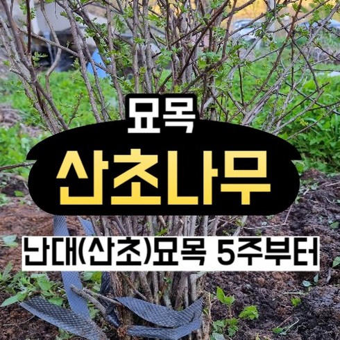 산초나무 - 산초나무 난대 산초 묘목 2-5년산 3주, 산초나무 5주 이상부터 구매가능, 1개