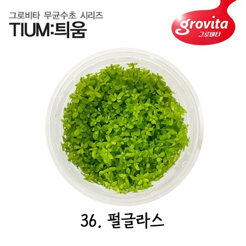 [그로비타 무균수초 틔움] 25. 로탈라 난세안 (액상배지), 1세트